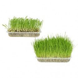 Herba -  kattgräs